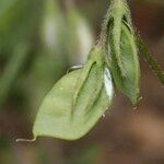 Vicia lentoides Gyümölcs