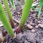 Allium sativum Leaf