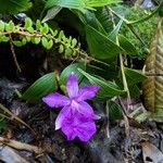 Sobralia macrantha Λουλούδι