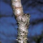 Aralia elata Bark