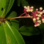 Hymenandra sordida Çiçek