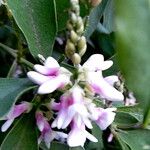 Indigofera ammoxylon Flower