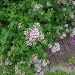 Origanum majorana花