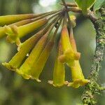 Peddiea africana Blüte
