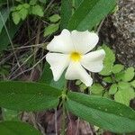 Thunbergia huillensis Flor