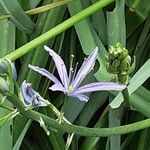 Camassia leichtlinii Květ