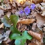 Hepatica nobilis Flower