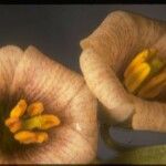 Fritillaria striata Квітка