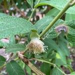 Campomanesia guazumifolia Flors