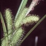 Carex frankii Blüte