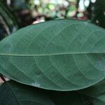 Irvingia grandifolia 葉