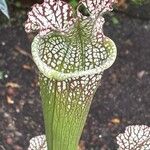 Sarracenia leucophylla Hoja