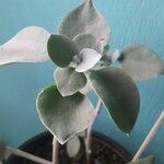 Kalanchoe orgyalisΦύλλο