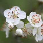 Prunus japonica Цвят