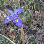 Moraea sisyrinchiumÇiçek