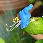 Commelina communis Kwiat