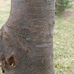 Celtis africana Bark