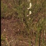 Spiranthes vernalis Habitus