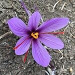 Crocus sativus Цветок