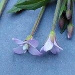 Epilobium ciliatum फूल