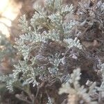 Artemisia caerulescens ᱥᱟᱠᱟᱢ