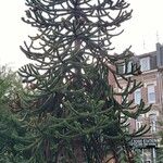 Araucaria araucana عادت