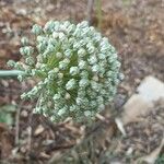 Allium polyanthum ফুল