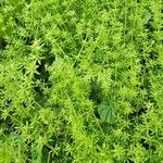 Galium tricornutum অন্যান্য