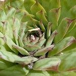 Sempervivum calcareum Лист