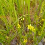 Ranunculus ophioglossifolius 花