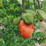 Annona spinescens Fruit