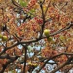 Sterculia foetida Folha