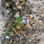 Veronica hederifoliaFlower