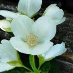 Philadelphus coronariusFlower