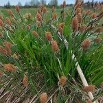 Carex cespitosa Yaprak