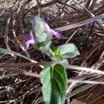 Nelsonia canescens Flower