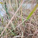 Elymus canadensis Folha