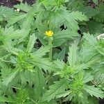 Potentilla norvegica Φύλλο