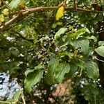 Cornus sanguineaPlod