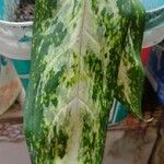 Aglaonema commutatumЛіст