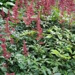 Astilbe × rosea Natur