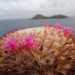 Melocactus intortus Kukka