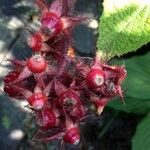 Rubus phoenicolasius Frucht