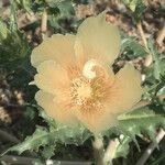 Mentzelia involucrata Flower