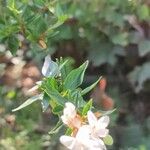 Vesalea grandifoliaFlower