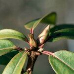 Rhododendron siderophyllum Blomma