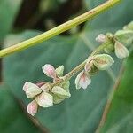 Fallopia convolvulus Кветка