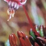 Vaccinium oxycoccos Flor