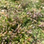 Deschampsia flexuosa Blüte