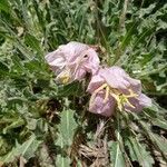 Eulobus californicus Flower